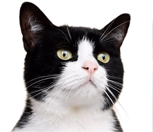 Cat-2
