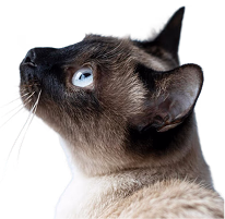 Cat-3