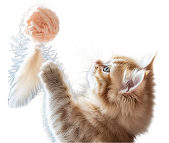 Cat-4