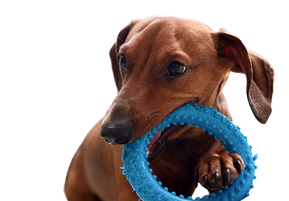 Dog-4