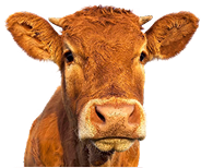 Farm Animal
